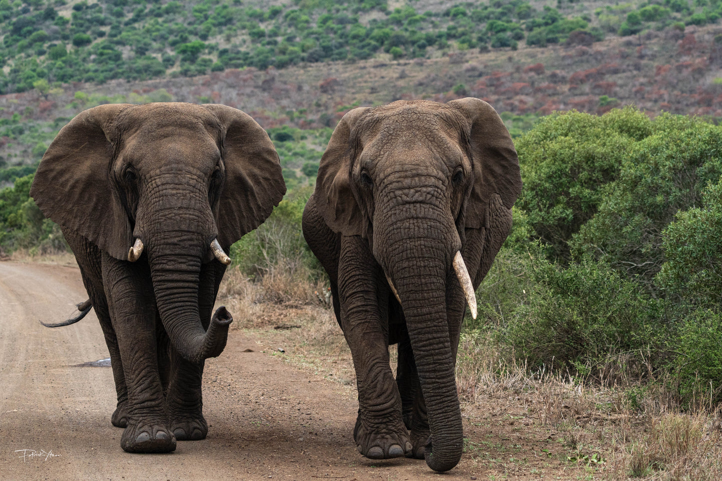 Elephants