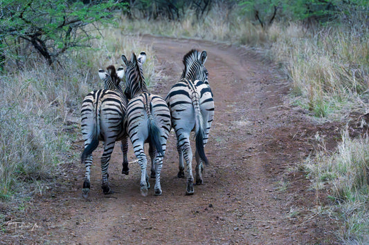 Zebras