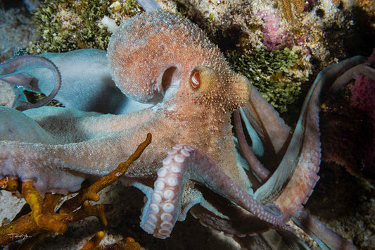 Octopus