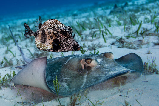 Stingray and Trunkfish