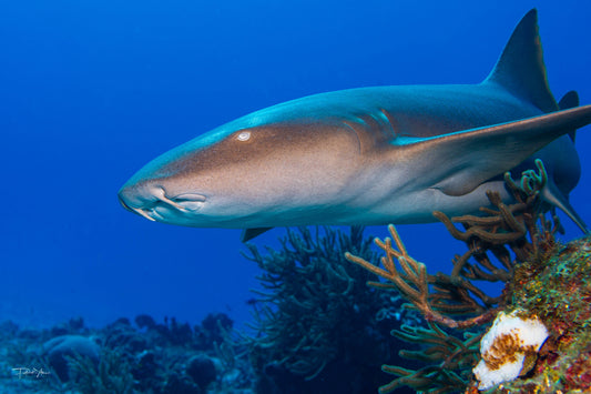 Nurse Shark