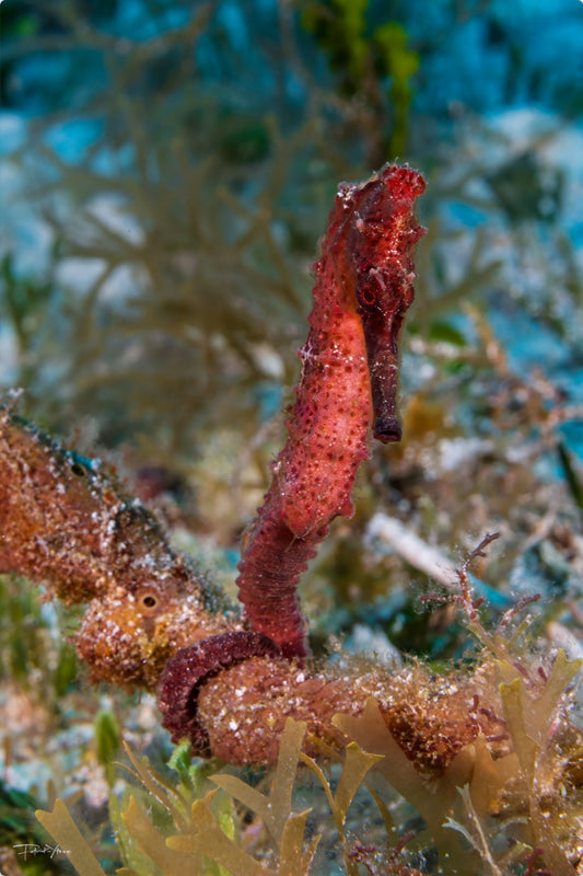 Seahorse