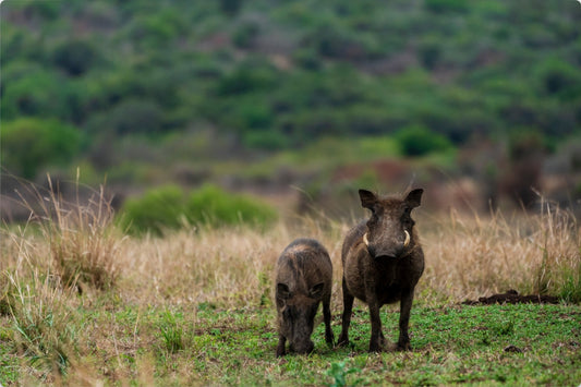 Warthog